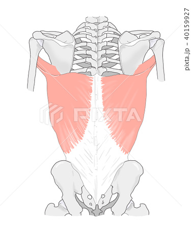 コンプリート 広背筋 イラスト 家のイラスト