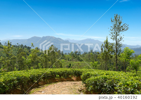 Tea plantation in mountains and blue sky. Tea plantation in mountains and blue sky. 40160192