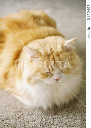 立ち耳のスコティッシュフォールド。睡眠中。 40160498