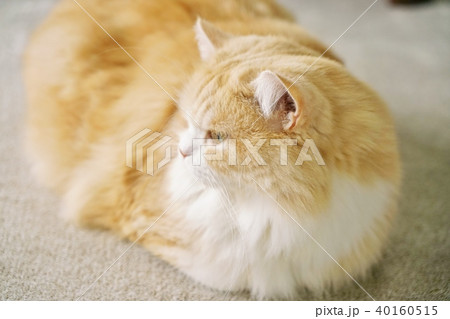 Cat, prick-eared Scottish Fold 40160515