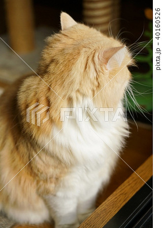 Cat, prick-eared Scottish Fold 40160526