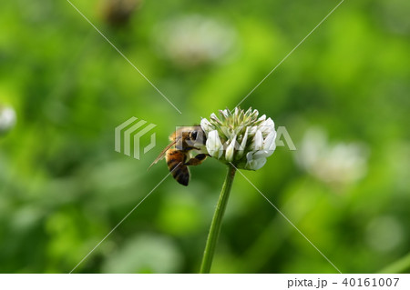 ミツバチとクローバーの花 シロツメクサの花とミツバチ 高尾野町 出水市 鹿児島県 ミツバチとクローバーの花 シロツメクサの花とミツバチ 高尾野町 出水市 鹿児島県 40161007