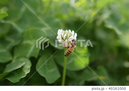 ミツバチとクローバーの花 シロツメクサの花とミツバチ 高尾野町 出水市 鹿児島県 ミツバチとクローバーの花 シロツメクサの花とミツバチ 高尾野町 出水市 鹿児島県 40161008