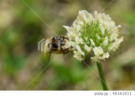 ミツバチとクローバーの花 シロツメクサの花とミツバチ ミツバチとクローバーの花 シロツメクサの花とミツバチ 40161011