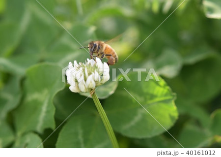 ミツバチとクローバーの花 シロツメクサの花とミツバチ 高尾野町 出水市 鹿児島県 ミツバチとクローバーの花 シロツメクサの花とミツバチ 高尾野町 出水市 鹿児島県 40161012