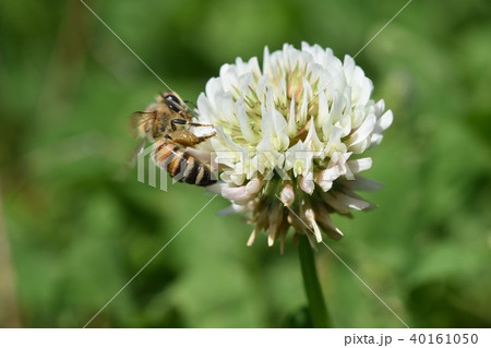 ミツバチとクローバーの花　シロツメクサの花とミツバチ　高尾野町　出水市　鹿児島県 40161050