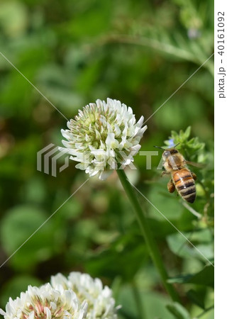 ミツバチとクローバーの花 シロツメクサの花とミツバチ ミツバチとクローバーの花 シロツメクサの花とミツバチ 40161092