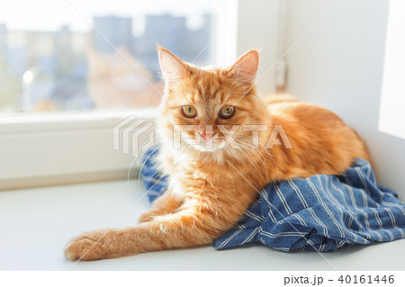 Cute ginger cat is lying on blue striped shirt  40161446
