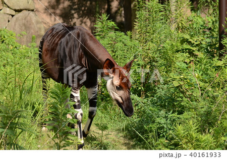 オカピ66 オカピ66 40161933