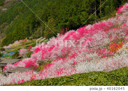久喜の花桃 40162045