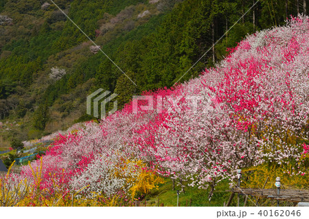 久喜の花桃 久喜の花桃 40162046
