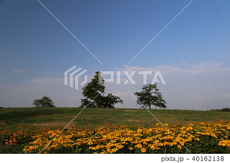 馬見丘陵公園のルドベキア 40162138