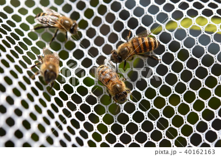 日本ミツバチの家族 群れ コミュニケーション 素材 の写真素材