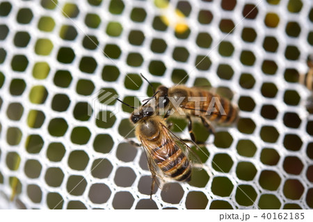 日本ミツバチの家族・群れ・コミュニケーション（素材）農薬　ネオニコチノイド 40162185
