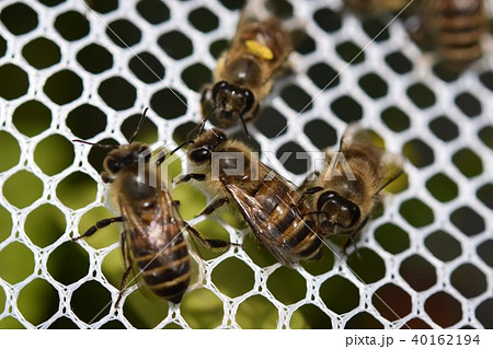 日本ミツバチの家族・群れ・コミュニケーション(素材)農薬 ネオニコチノイド 日本ミツバチの家族・群れ・コミュニケーション(素材)農薬 ネオニコチノイド 40162194