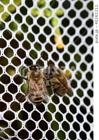 日本ミツバチの家族・群れ・コミュニケーション(素材)農薬 ネオニコチノイド 日本ミツバチの家族・群れ・コミュニケーション(素材)農薬 ネオニコチノイド 40162211