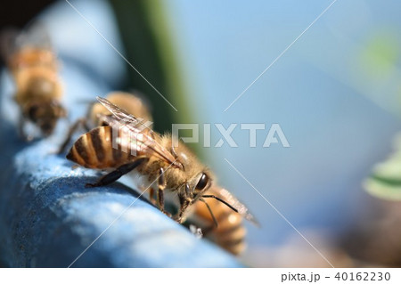 日本ミツバチの家族・群れ・コミュニケーション（素材）農薬　ネオニコチノイド 40162230