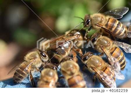 日本ミツバチの家族 群れ コミュニケーション 素材 の写真素材