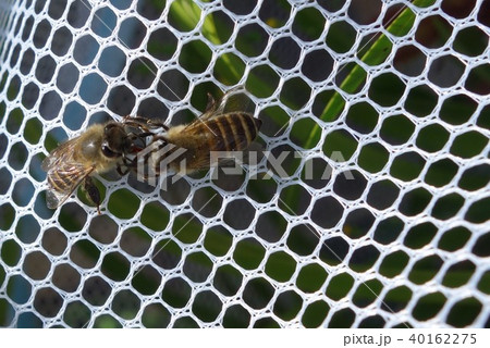 日本ミツバチの家族・群れ・コミュニケーション（素材）農薬　ネオニコチノイド 40162275