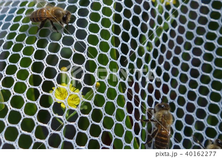 日本ミツバチの家族・群れ・コミュニケーション(素材)農薬 ネオニコチノイド 日本ミツバチの家族・群れ・コミュニケーション(素材)農薬 ネオニコチノイド 40162277