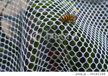 日本ミツバチの家族・群れ・コミュニケーション(素材)農薬 ネオニコチノイド 日本ミツバチの家族・群れ・コミュニケーション(素材)農薬 ネオニコチノイド 40162288