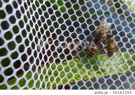日本ミツバチの家族・群れ・コミュニケーション（素材）農薬　ネオニコチノイド 40162293