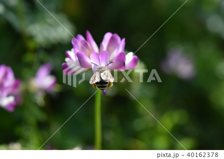 ミツバチとレンゲソウの花 日本ミツバチ　西洋ミツバチ　野田町, 出水市, 鹿児島県 40162378