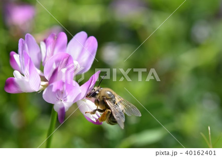 ミツバチとレンゲソウの花 日本ミツバチ　西洋ミツバチ　野田町, 出水市, 鹿児島県 40162401