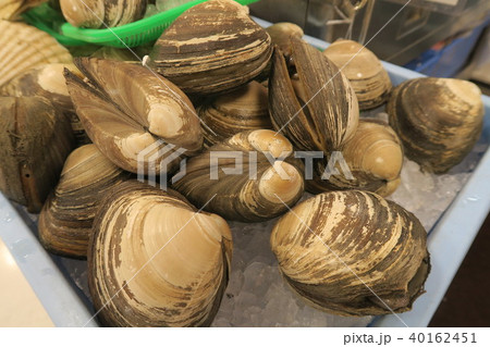 ほっき貝 40162451
