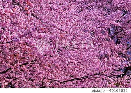 満開の桜 ソメイヨシノ高画質写真 の写真素材