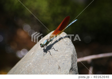 アサヒナカワトンボ 40162640