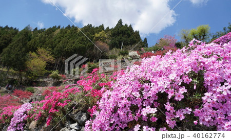 美郷 高開の石積みの芝桜 -part4- 美郷 高開の石積みの芝桜 -part4- 40162774