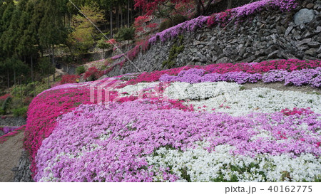 美郷　高開の石積みの芝桜　-part5- 40162775