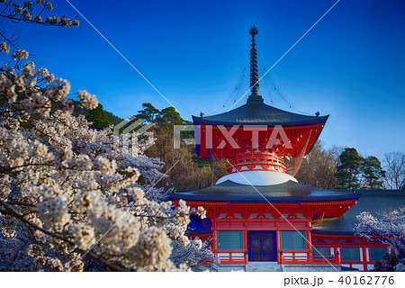 長野善光寺雲上殿と桜 40162776