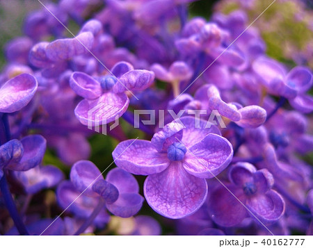 紫陽花 紫陽花 40162777