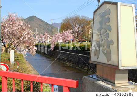 天童桜まつり 王将橋 天童桜まつり 王将橋 40162885