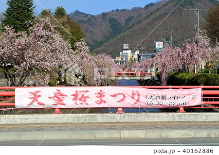 天童桜まつり 40162886
