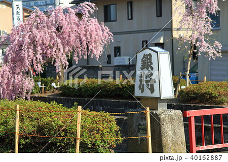 天童桜まつり 銀将橋 天童桜まつり 銀将橋 40162887
