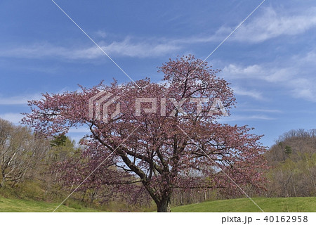 山根の一本桜 山根の一本桜 40162958