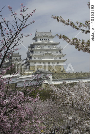 桜 さくら サクラ 40163292