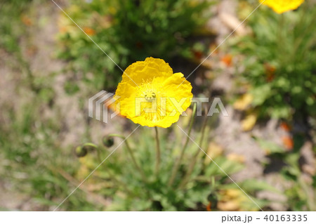ポピー ポピー 40163335
