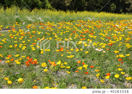 ポピー ポピー 40163338