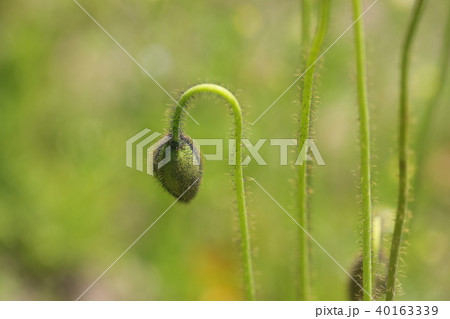 ポピー ポピー 40163339