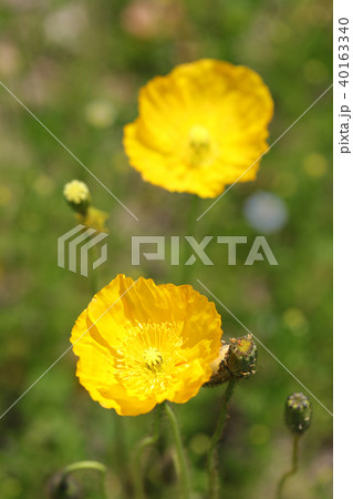 ポピー ポピー 40163340