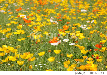 ポピー ポピー 40163341