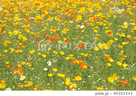 ポピー 40163343