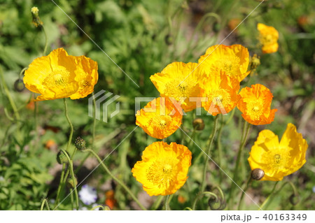 ポピー 40163349