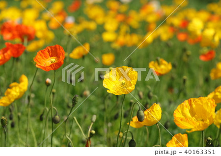 ポピー ポピー 40163351