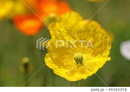 ポピー ポピー 40163358