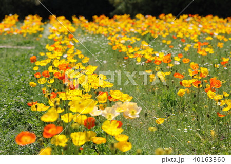 ポピー ポピー 40163360